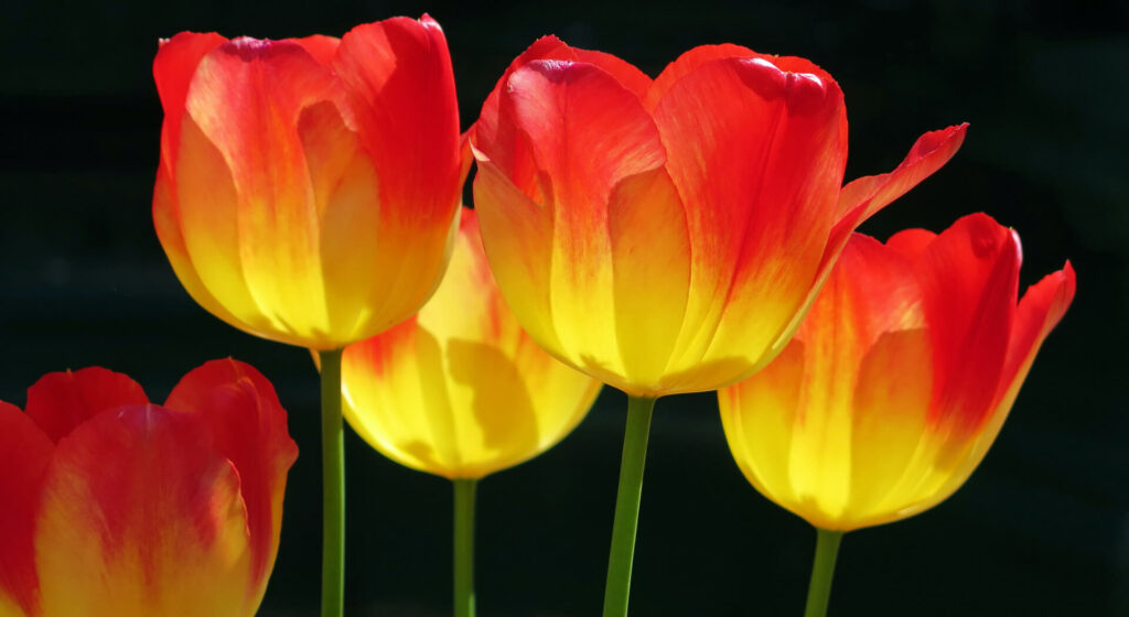 Retulp